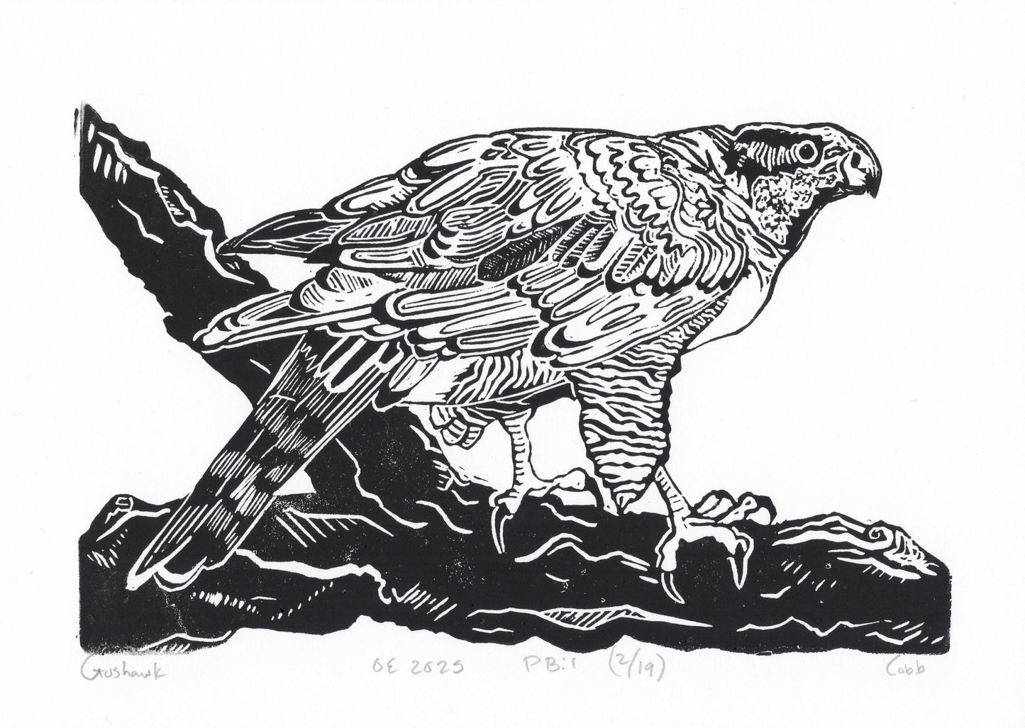 Goshawk Linoleum Print